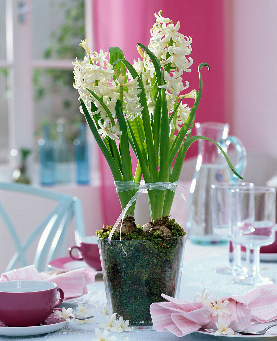 White Hyacinthus orientalis (hyacinths) planted in glass with moss