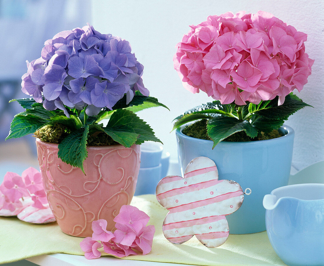 Hydrangea macrophylla (hydrangea) in blue and pink, tin flowers