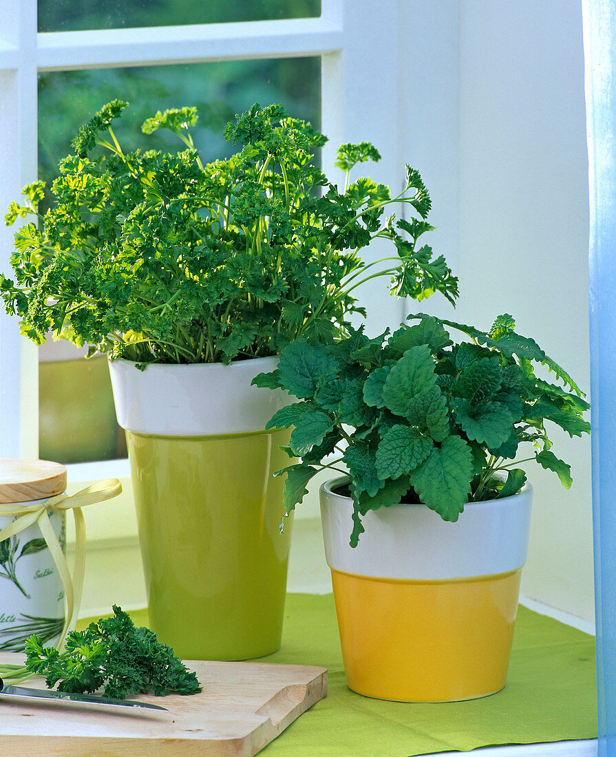 Petroselinum (parsley), Melissa (lemon balm) on the windowsill