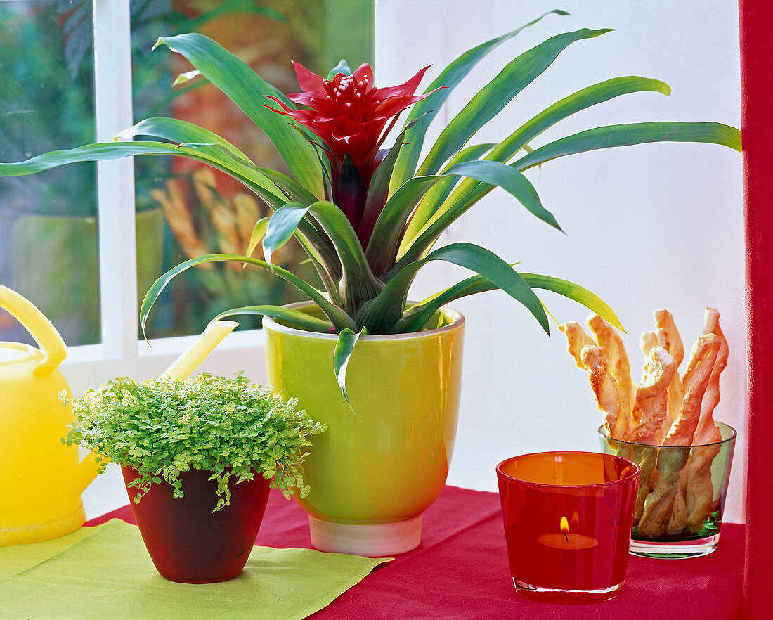 Guzmania, Soleirolia on the windowsill, red lantern