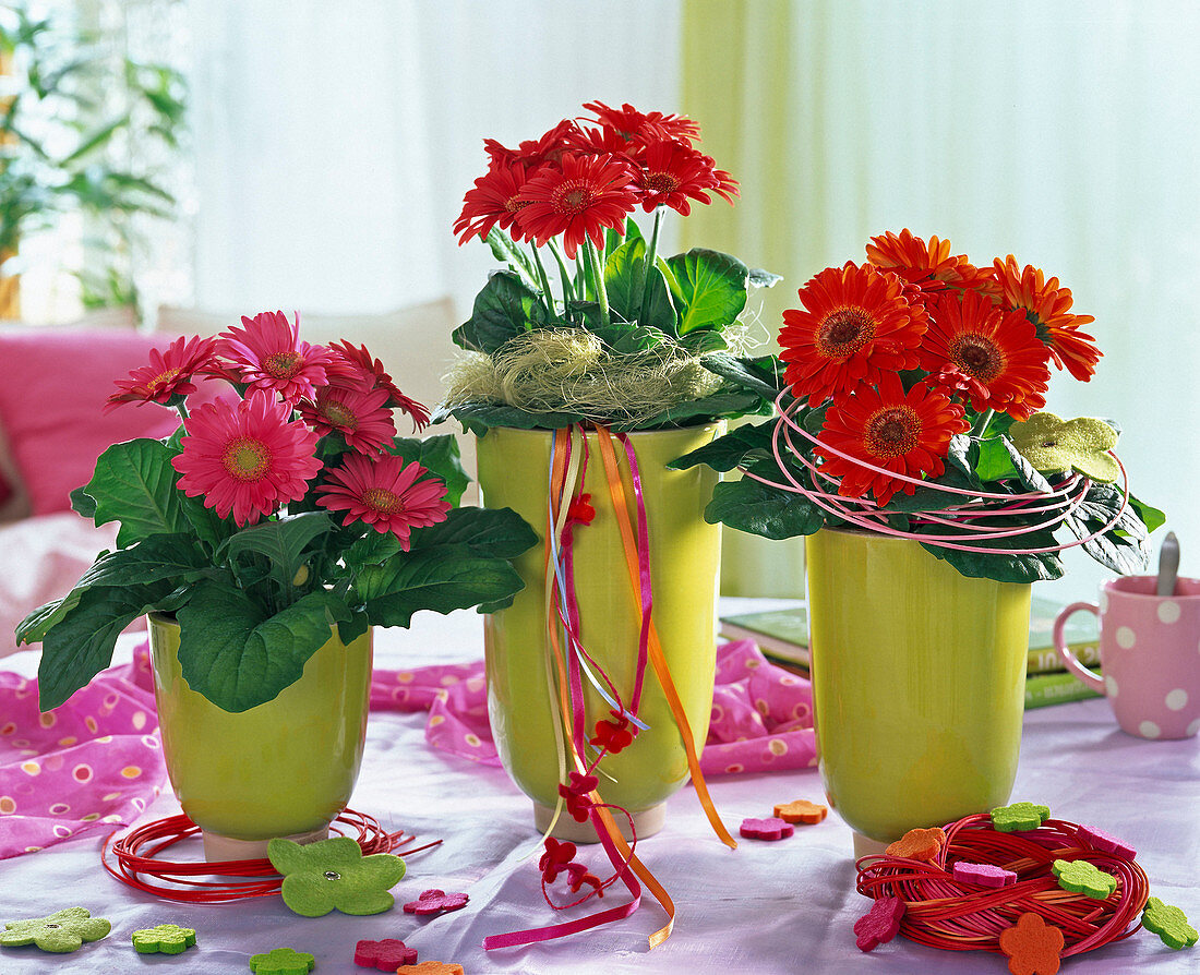 Gerbera in pink und rot in hellgrünen Übertöpfen, dekoriert mit Sisal