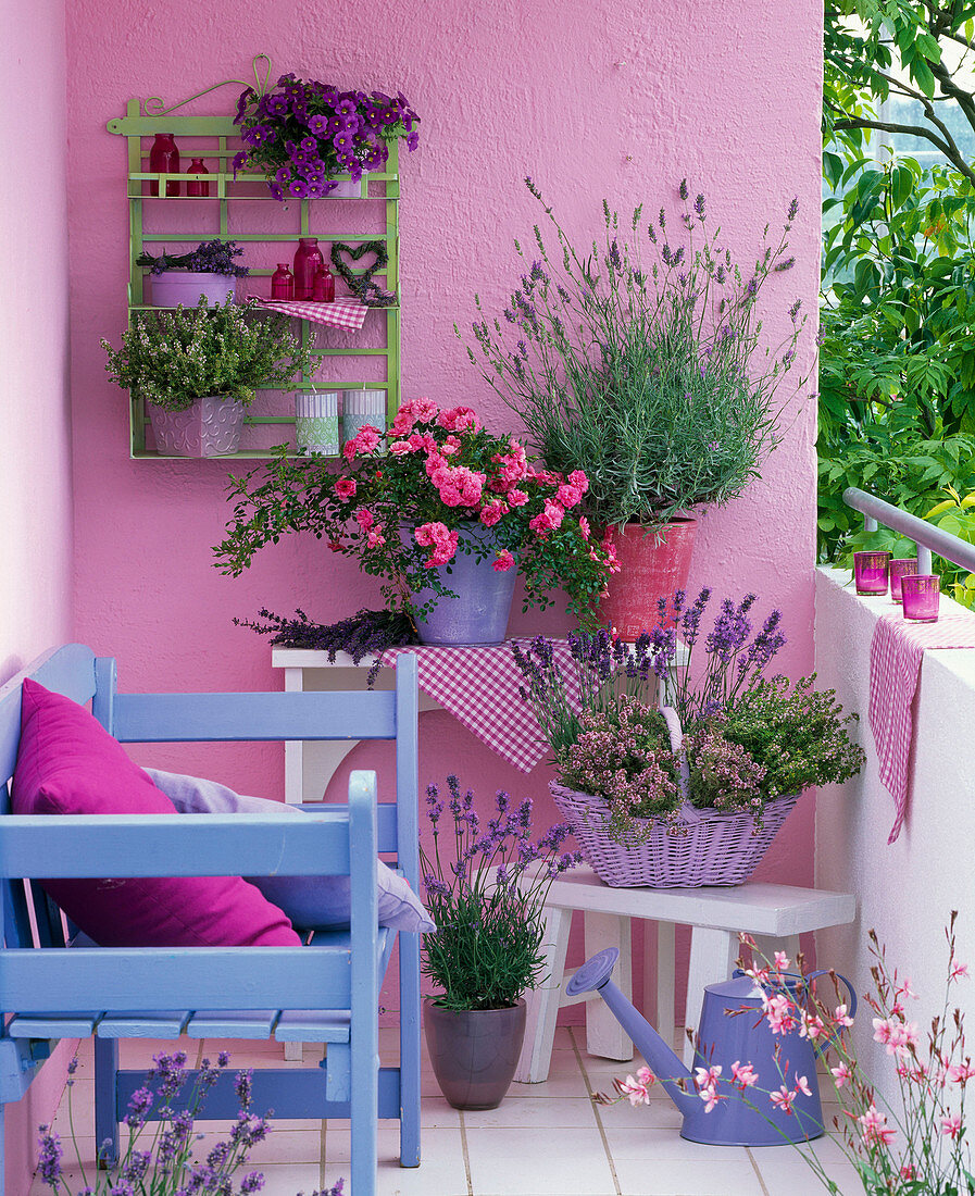 Kräuterbalkon mit Lavandula (Lavendel), Thymus citriodorus