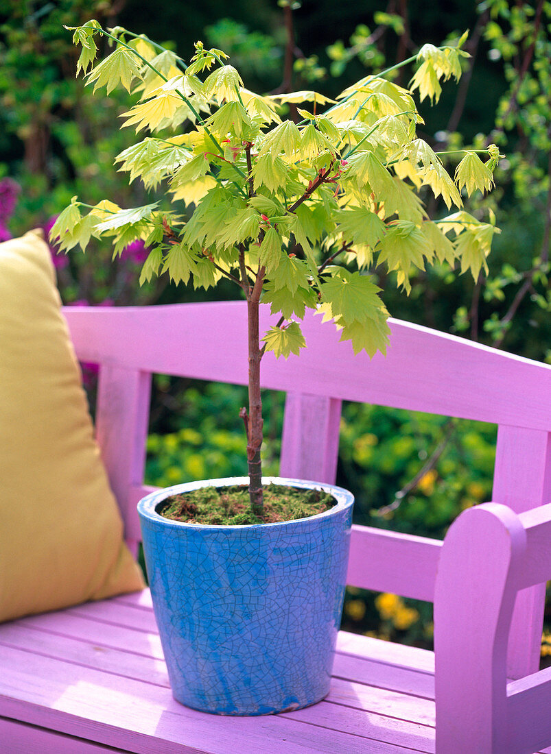 Acer shirawasanum 'Aureum' (Japanese golden maple)