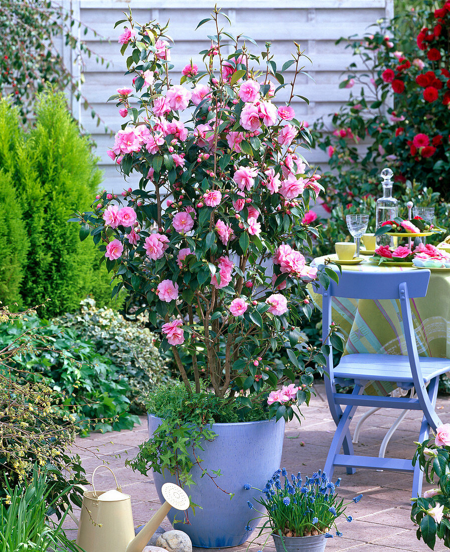 Camellia 'Spring Festival' (camellia) in a blue ceramic pot