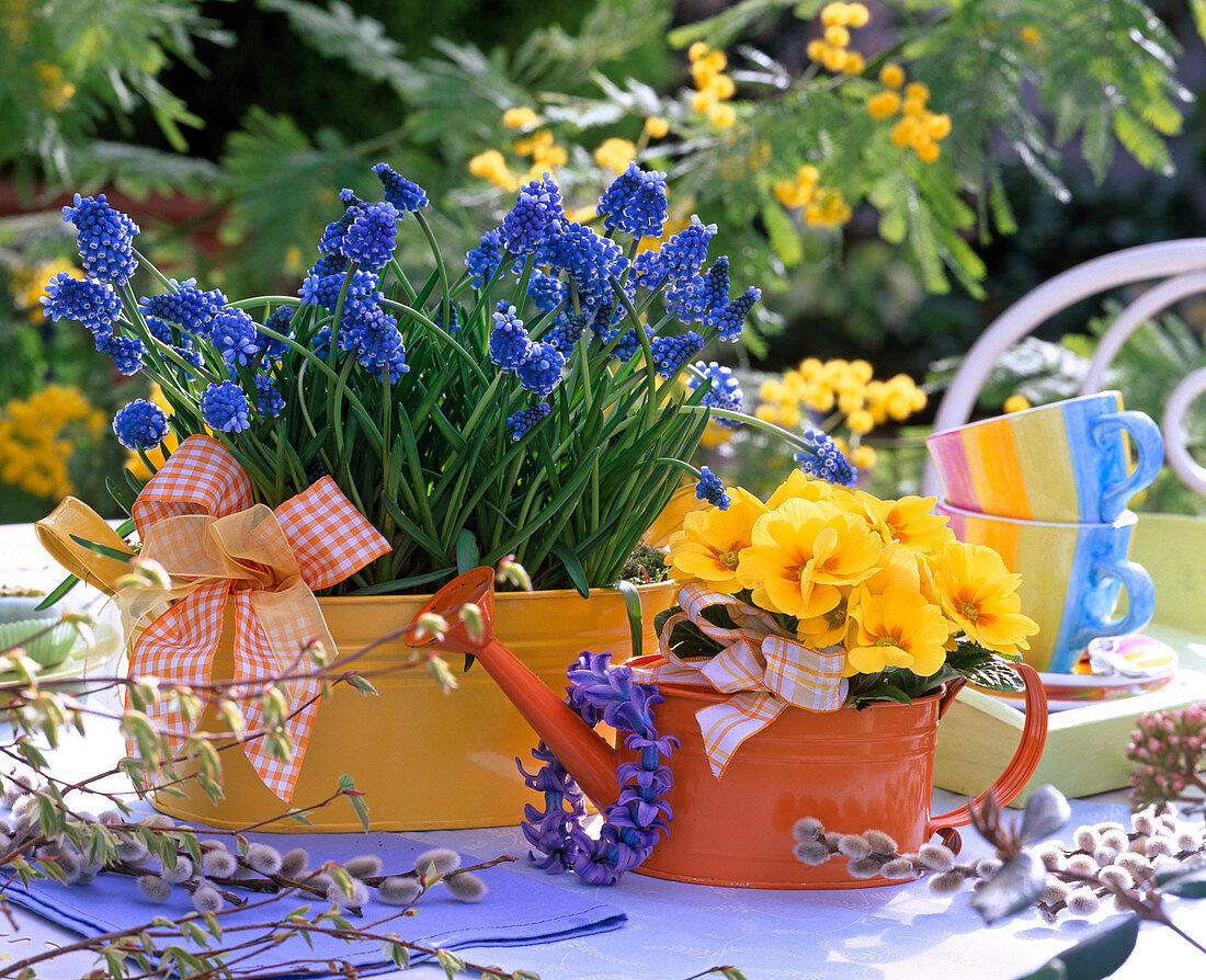 Muscari (Grape Hyacinth) in yellow metal bowl