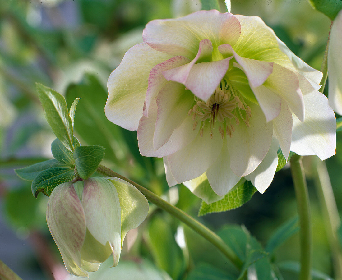 Helleborus Gold Collection Double (double Christmas rose)
