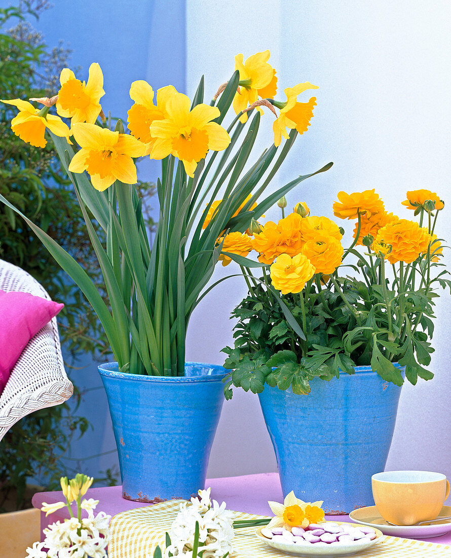 Narcissus 'Carlton' (Narcissus), Ranunculus 'Bloomingdale'