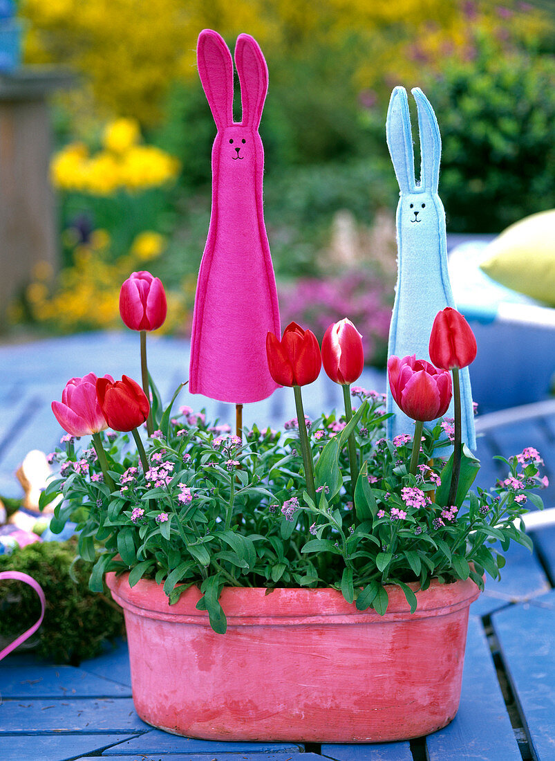 Tulipa (Tulpen), Myosotis (rosa Vergissmeinnicht)