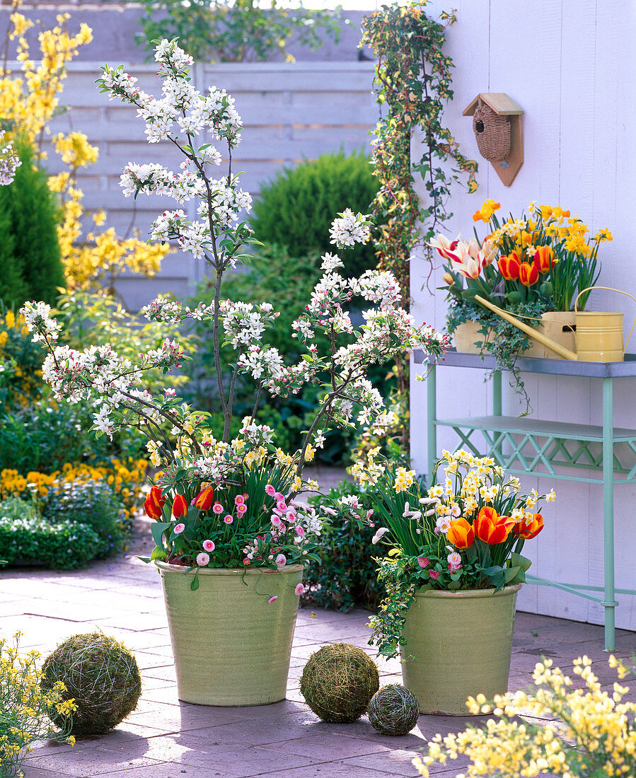 Malus (Zierapfelbaum), Narcissus (Narzissen), Tulipa (Tulpen)