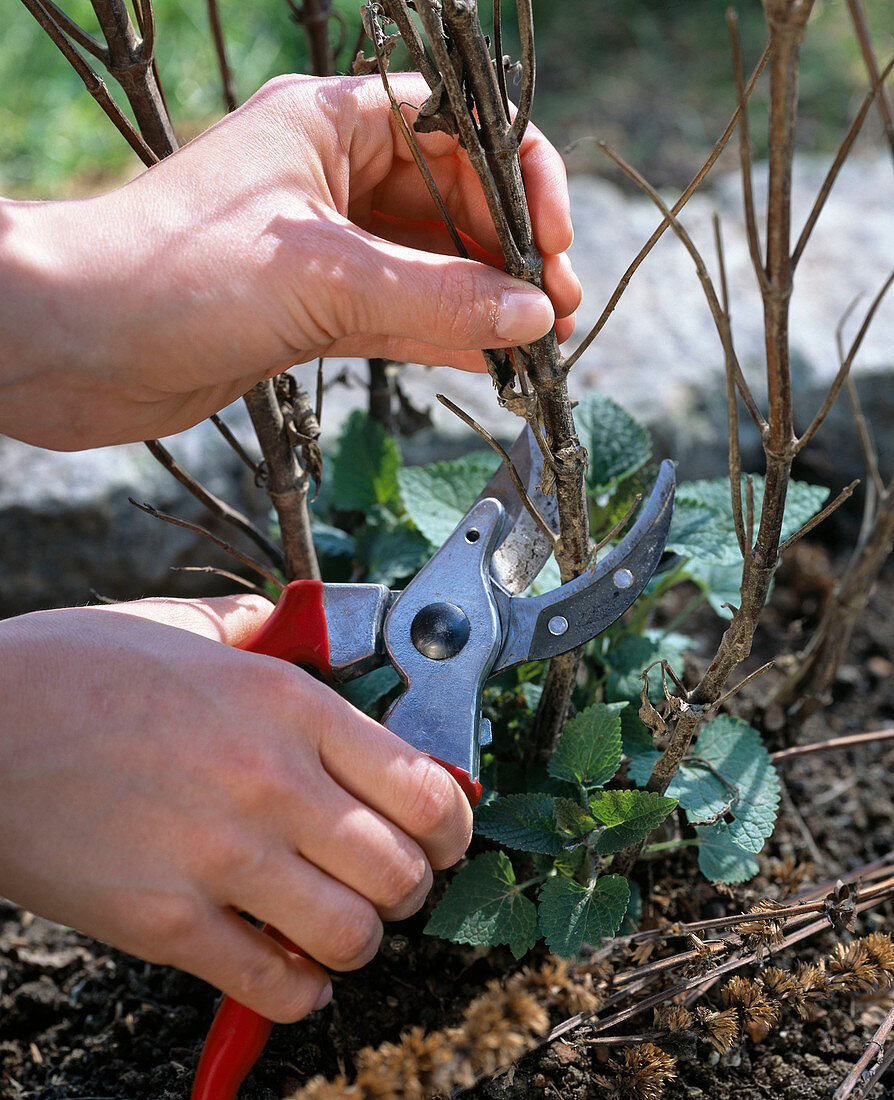 Cut dry stalks from Agastache in spring