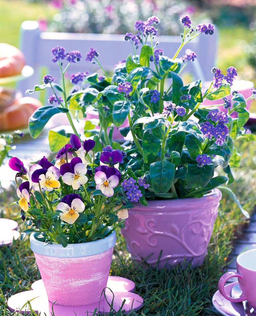 Myosotis 'Myomark' (Forget-me-not), Viola cornuta