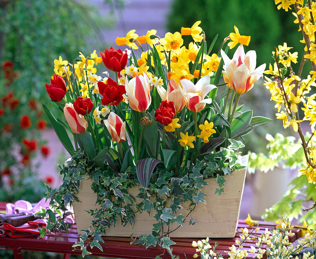 Tulipa 'The First', 'Abba', Narcissus 'Jetfire', 'Tete á Tete'