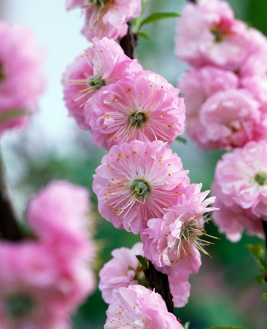 Prunus triloba (Mandelbäumchen)