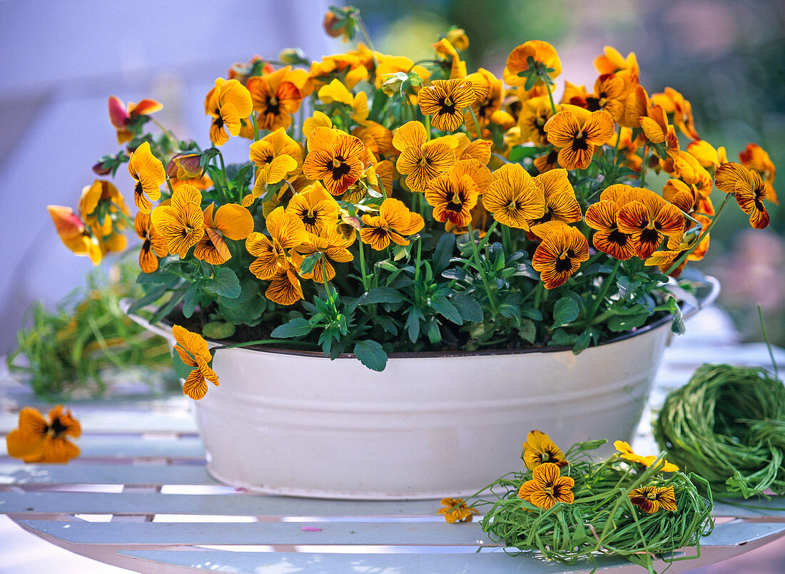 Viola cornuta Twix 'Tiger Eye' (Hornveilchen)