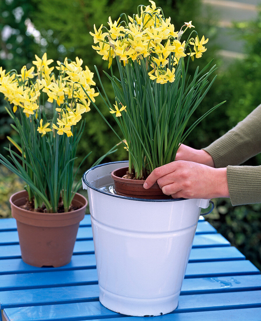 Narcissus 'Hawera' (Triandrus daffodils) Dipping