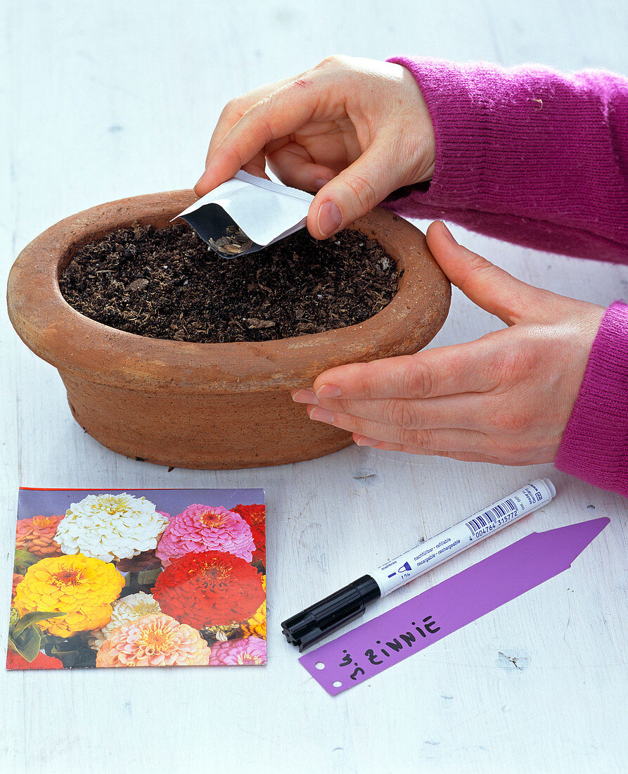 Sowing of Zinnia (Zinnia)