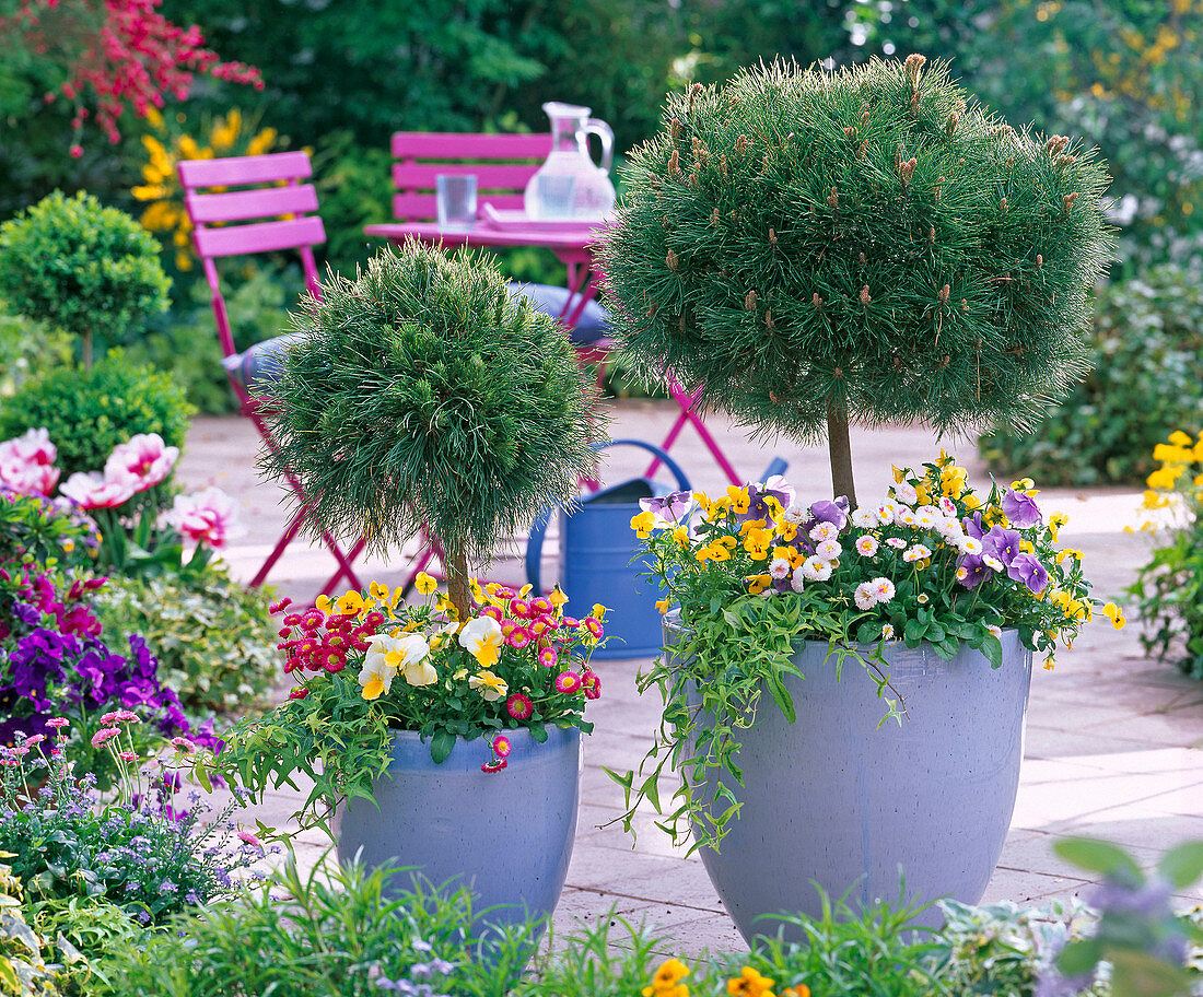 Dwarf pines underplant with Viola and Bellis