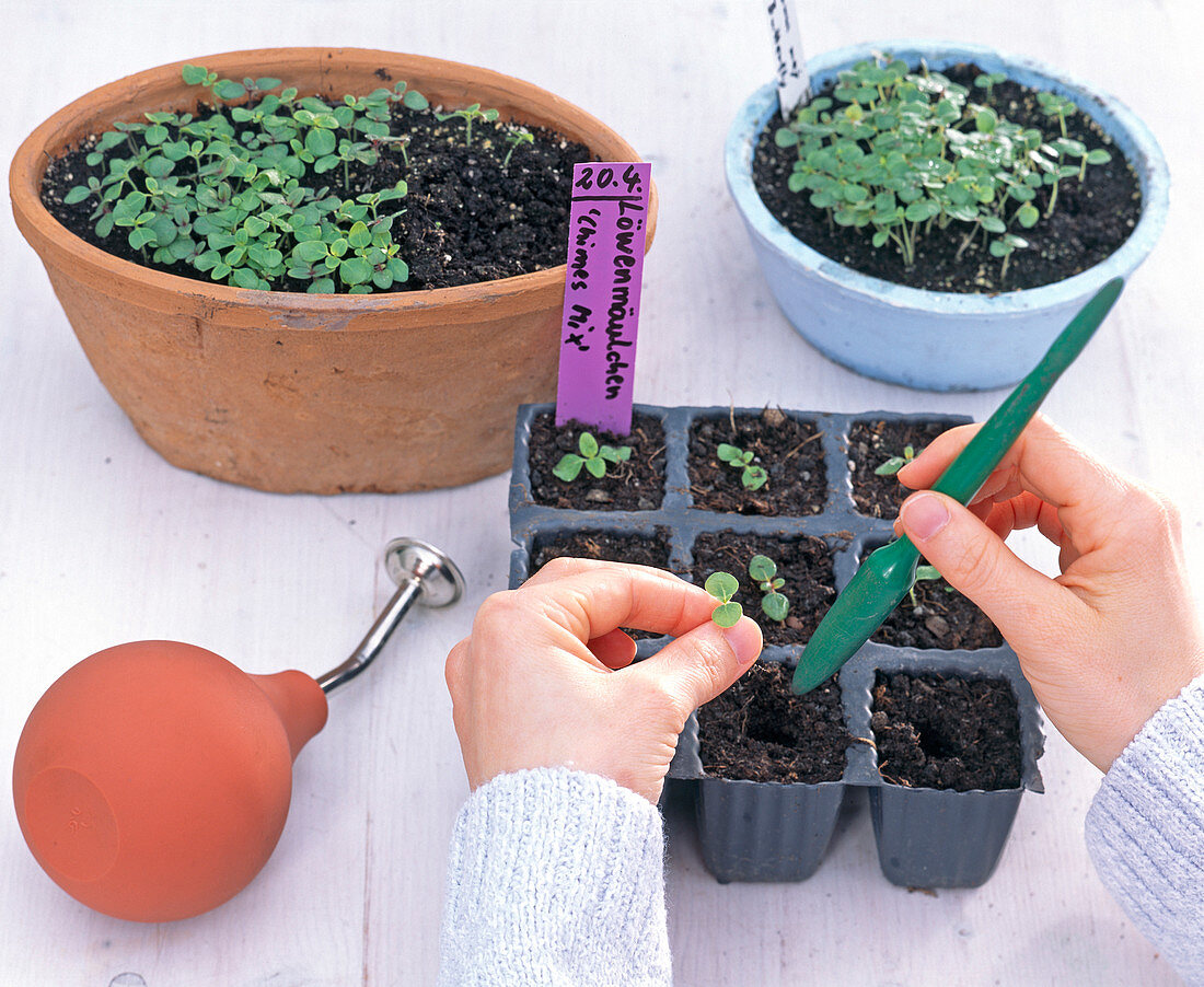 Sowing and pricking out snapdragons (2/2)