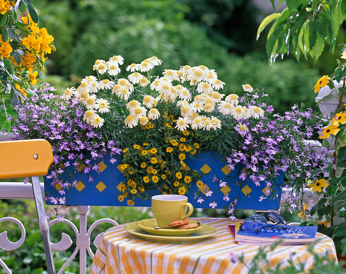 Plant blue metal box with daisies, Sanvitalia and Lobelia