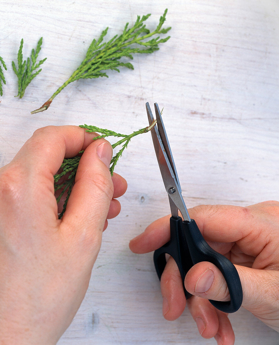 Making a cypress cutting (1/2)