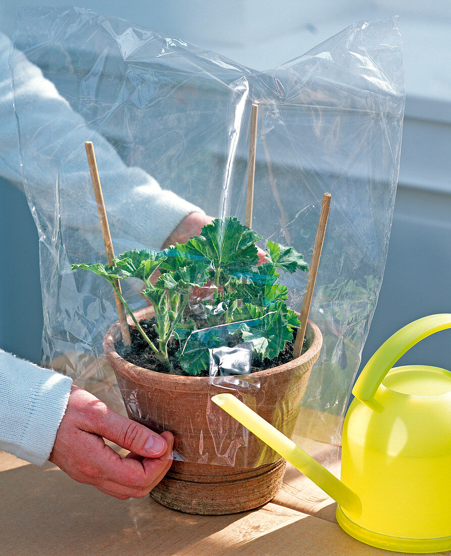 Geranium seedlings in clay pot