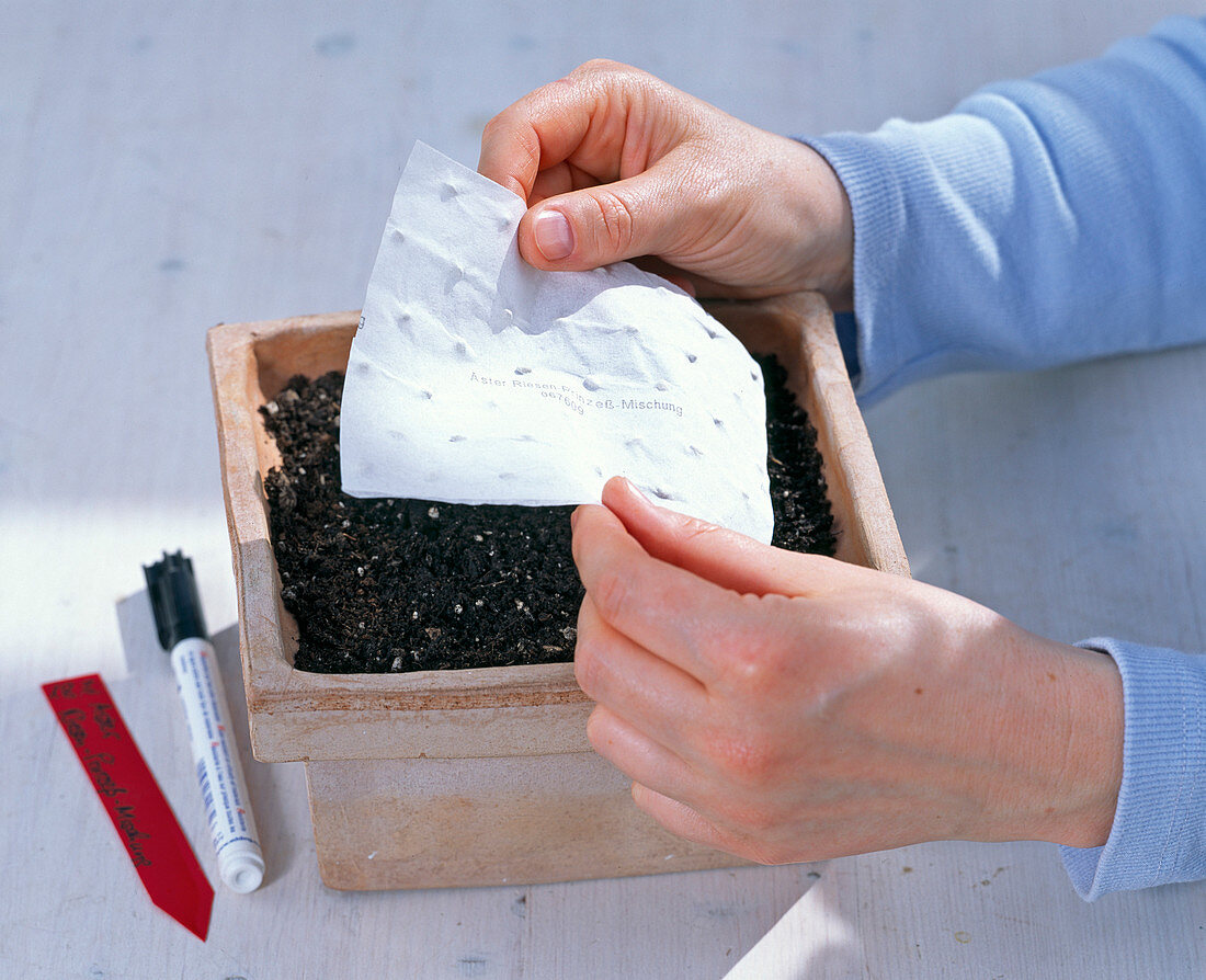 Sowing Giant Princess Aster with seed carpet (1/4)