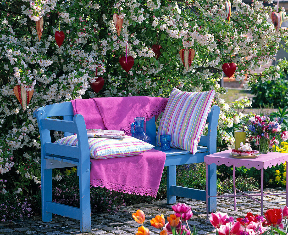 Blue bench in front of flowering Malus 'Evereste' (ornamental apple tree)