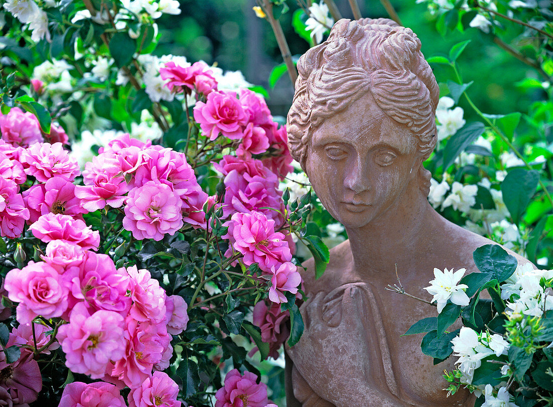 Rosa 'Medley Pink' (bedding rose) with terracotta figurine