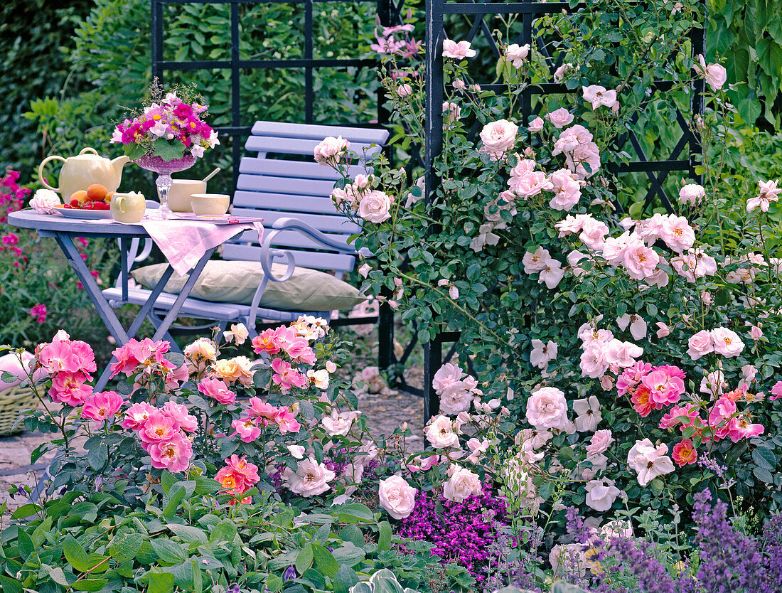 Pink 'New Dawn' (climbing rose), 'Duchess Friederike'