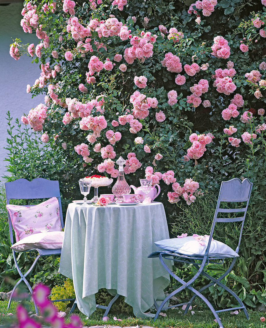 Coffee table set with Rosa 'Climbing Bonica' (Climbing small shrub rose)