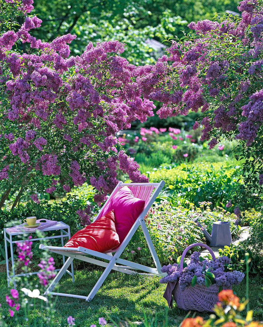 Folding deck chair in front of flowering Syringa vulgaris (Lilac bush)