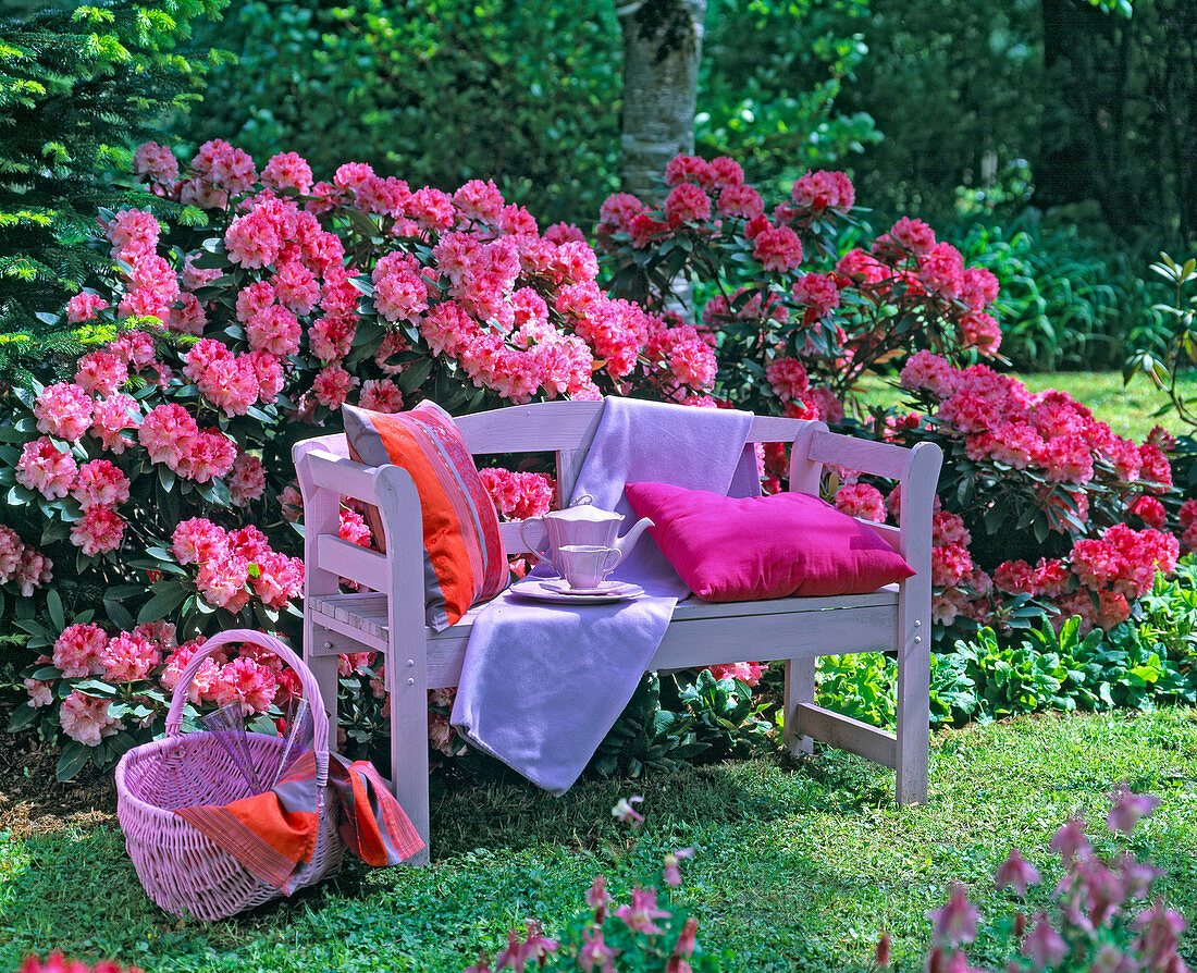 Rosa Holzbank am blühenden Rhododendronbeet