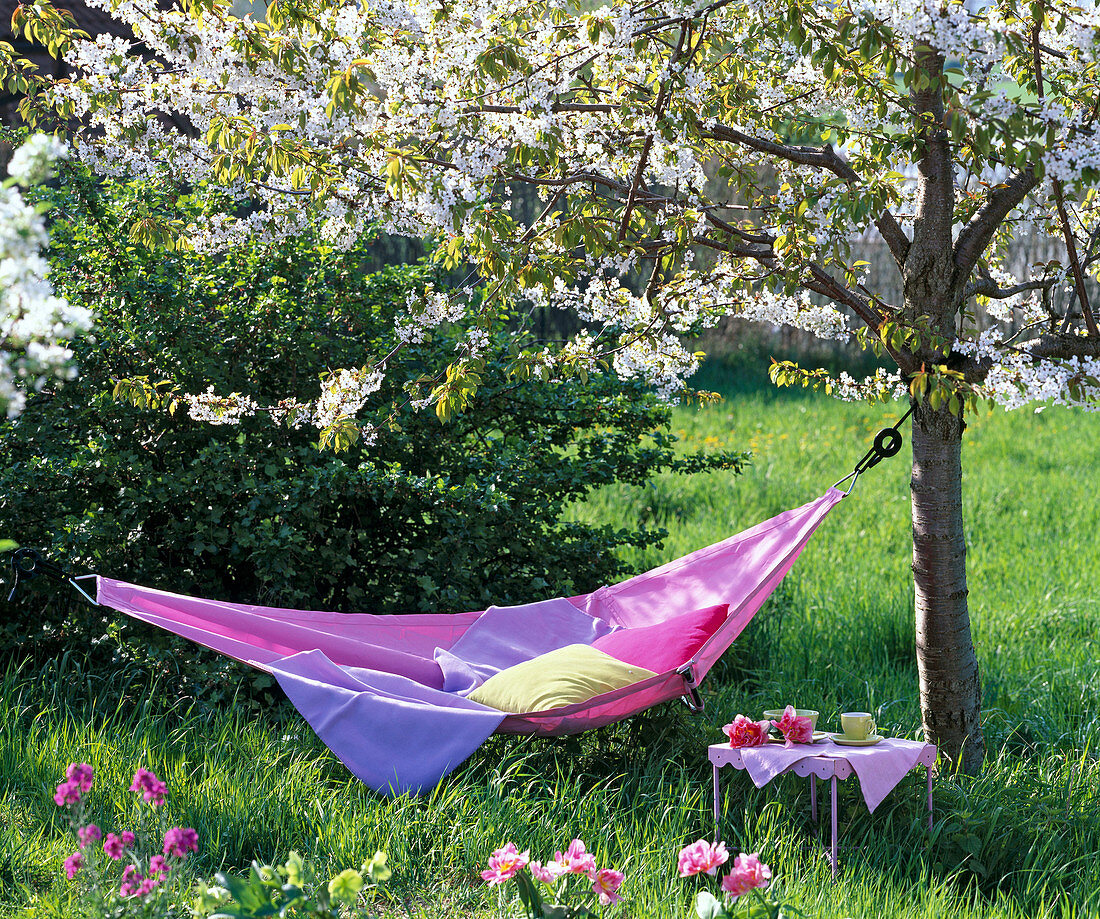 Hängematte zwischen blühenden Prunus (Kirschbäumen)