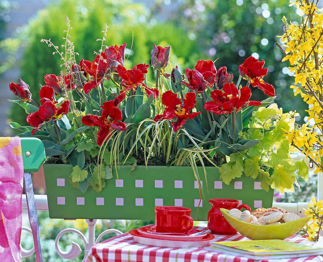 Tulipa 'Rococo' (red parrot tulip), Heuchera 'Goldstrike'