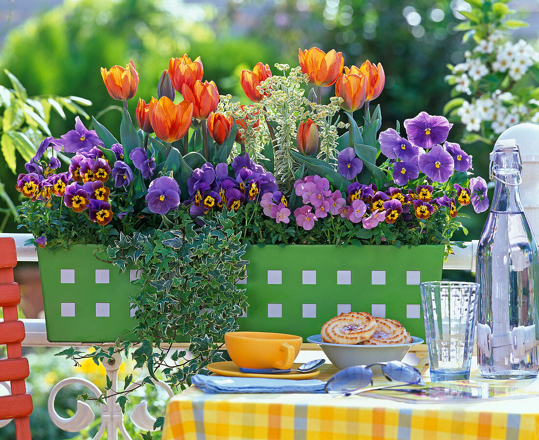 Tulipa 'Princess Irene' (tulip), Viola cornuta and wittrockiana