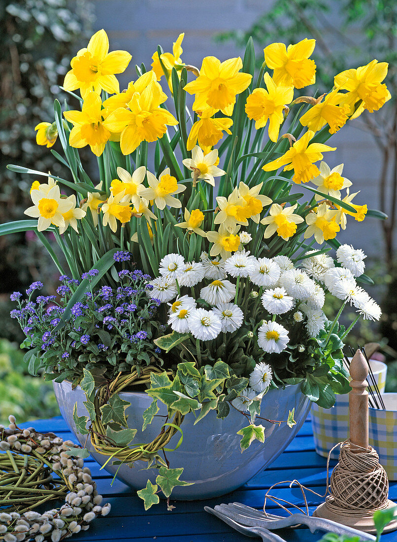 Narcissus 'Topolino' 'Dutch Master' (Narzissen), Bellis (Tausendschön)