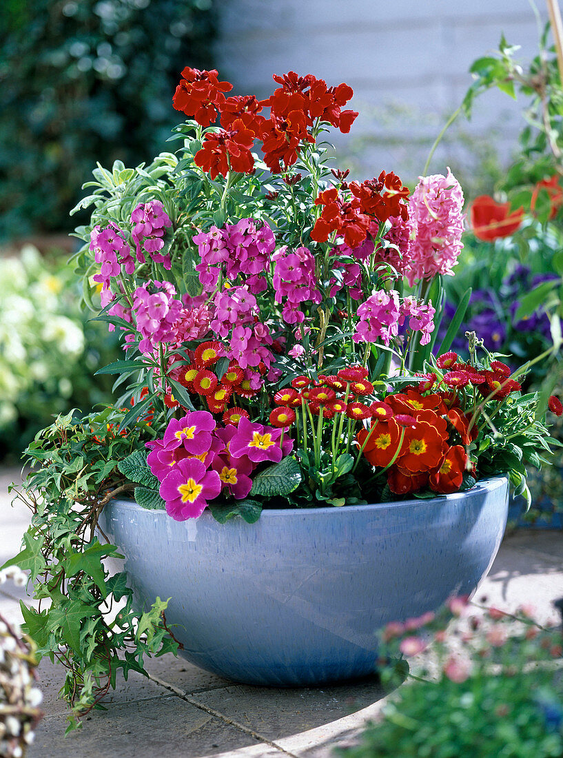 Blaue Schale mit Erysimum (Goldlack), Primula acaulis (Frühlingsprimeln)