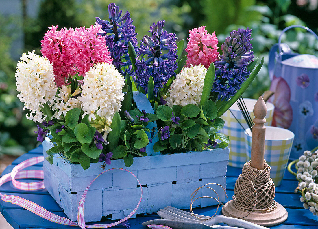 weiße, rosa und blaue Hyacinthus (Hyazinthen), Viola odorata