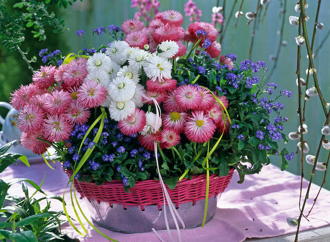 Bellis (Tausendschön), Myosotis (Vergissmeinnicht)