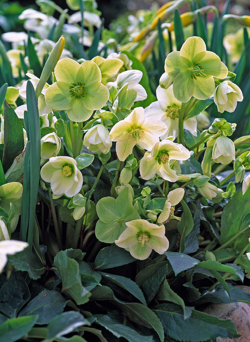 Helleborus niger (Christmas rose)