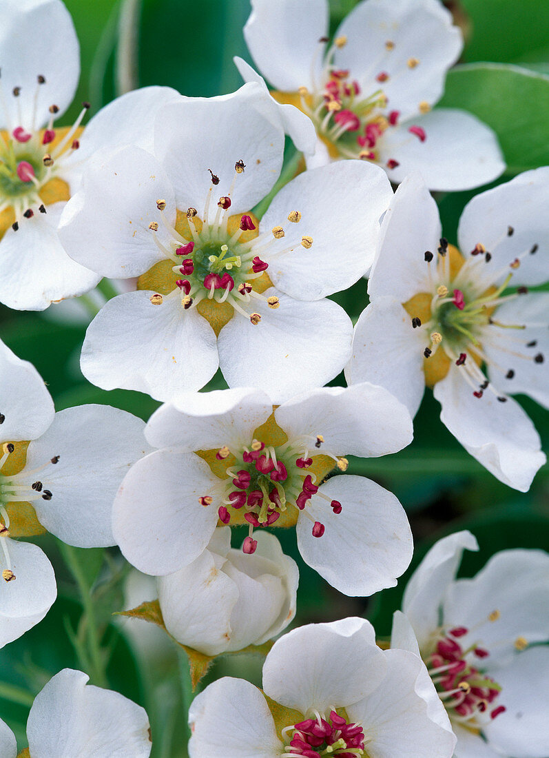 Blüten von Pyrus (Birne)