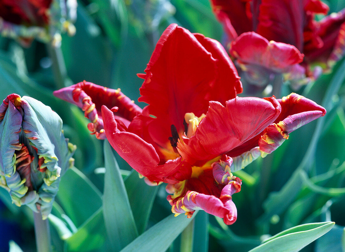 Tulipa 'Rokoko' (Red parrot tulip)