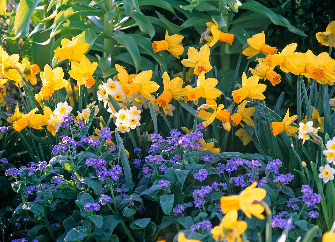 Frühlingsbeet mit Narcissus 'Jetfire' 'Minnow' (Narzissen)