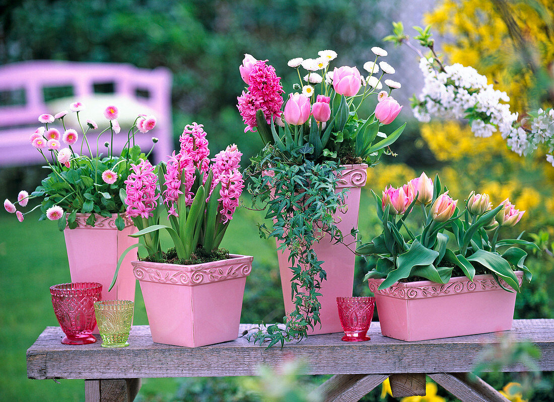 Hyacinthus (rosa Hyazinthen), Tulipa (Tulpen), Bellis (Tausendschön)