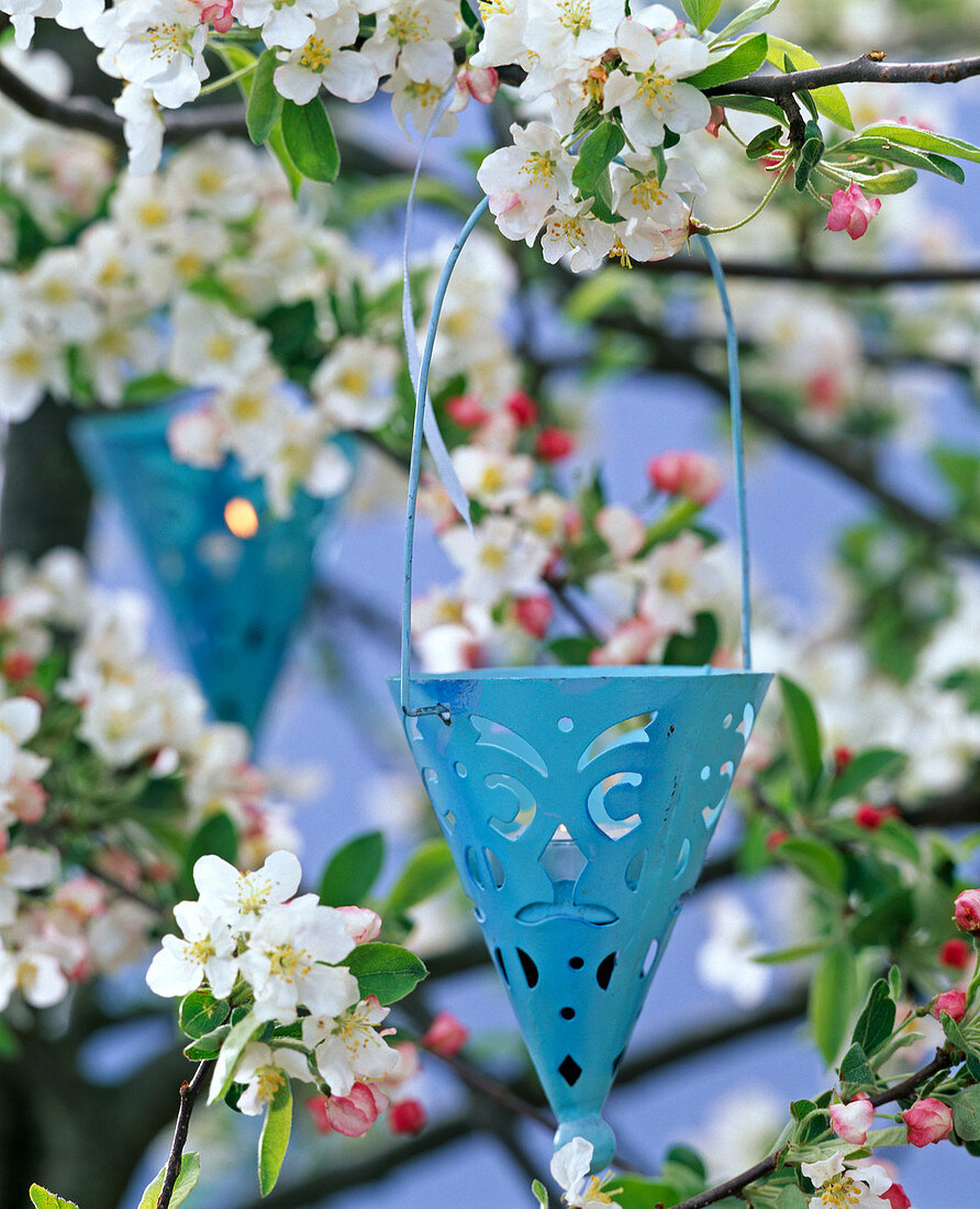 Blue metal lantern hung on branch of Malus (apple)