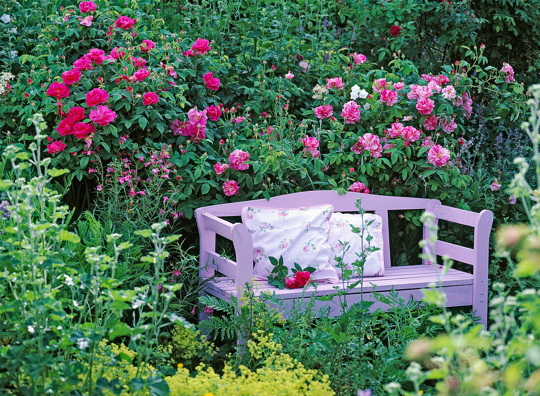 Lila gestrichene Holzbank vor historischen Rosen 'Rosa gallica