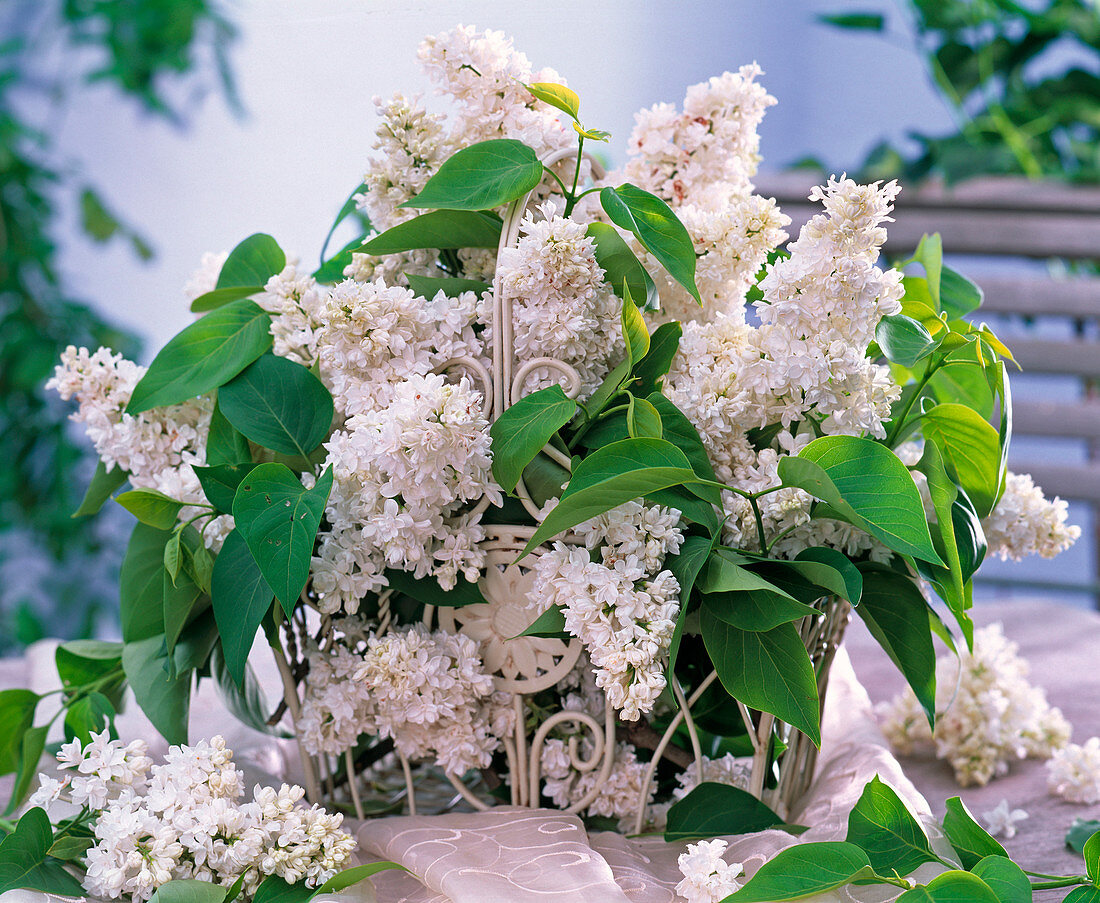 Weißer Syringa (Flieder) in weißem Drahtkorb mit Henkel auf dem Tisch