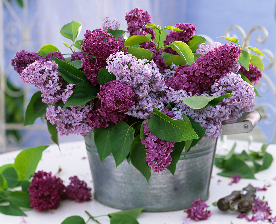 Syringa vulgaris (lilac) bouquet in zinc bucket