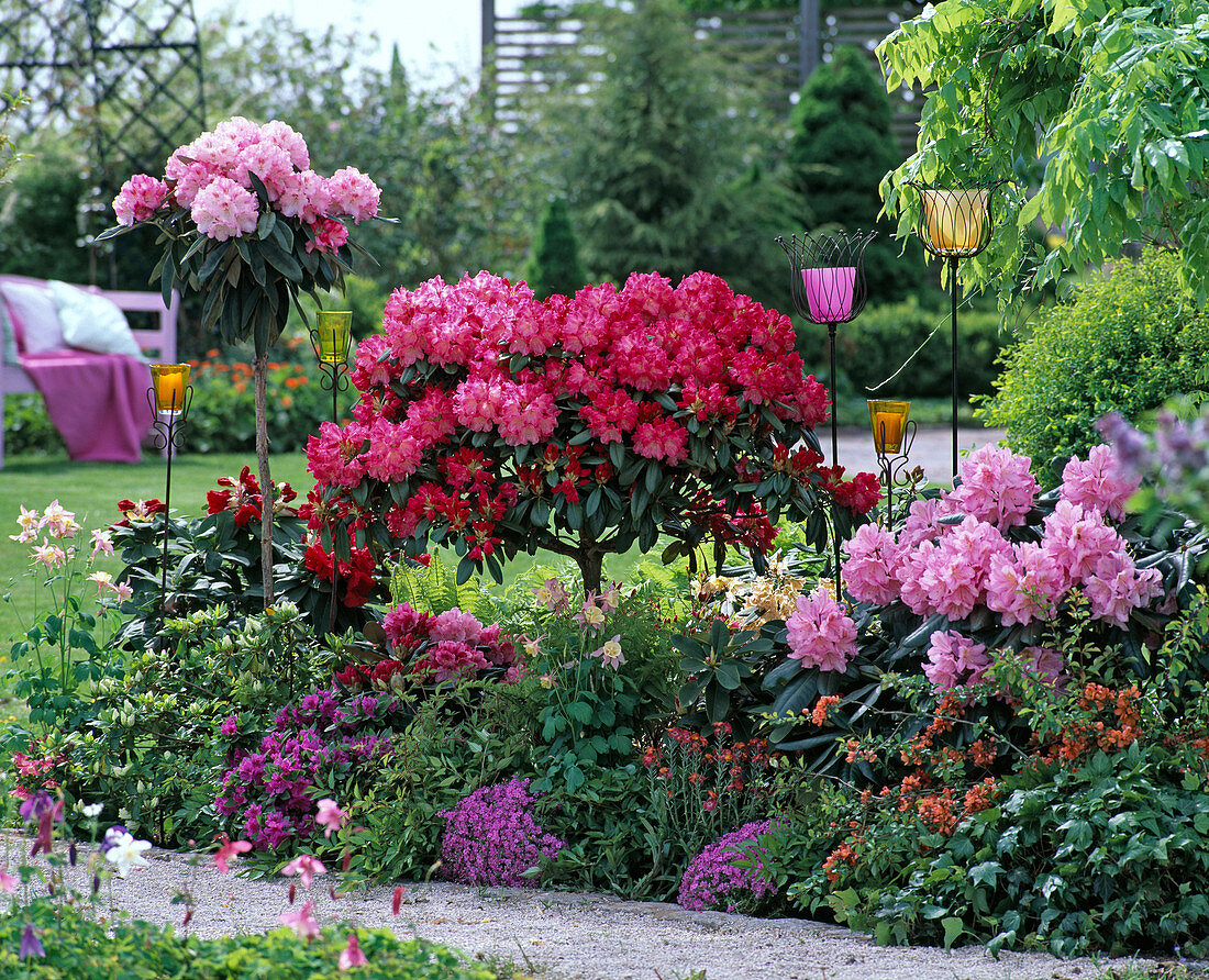 v.r.n.l.: Rhododendron 'Scintillation', yakush. ' Morgenrot'