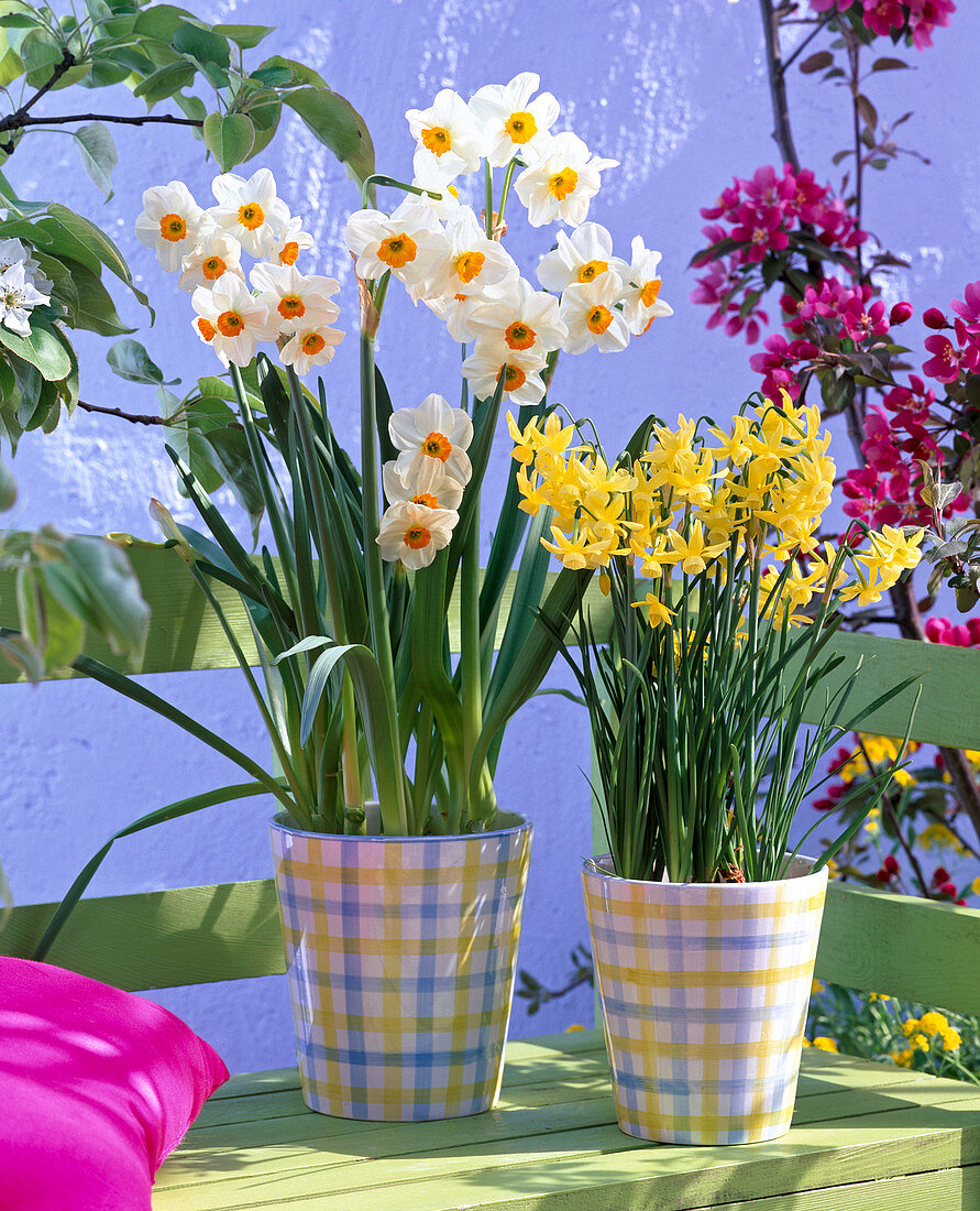 Narcissus 'Hawera' & geranium (daffodils) in chequered pots